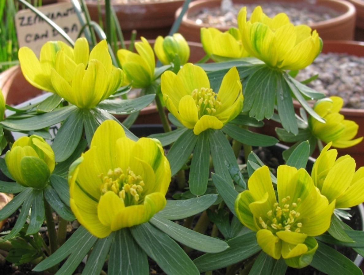 Eranthis hyemalis 'Grunling'